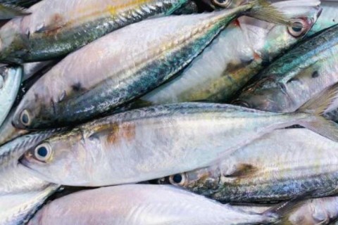 1.500 toneladas de pescados deixam de embarcar do Brasil para os Estados Unidos