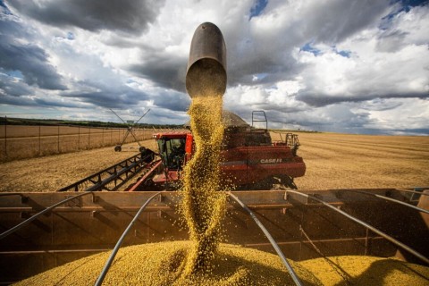 TRIBUNA DO AGRO - Goiás bate recorde em produção e produtividade de soja na safra 2024/25