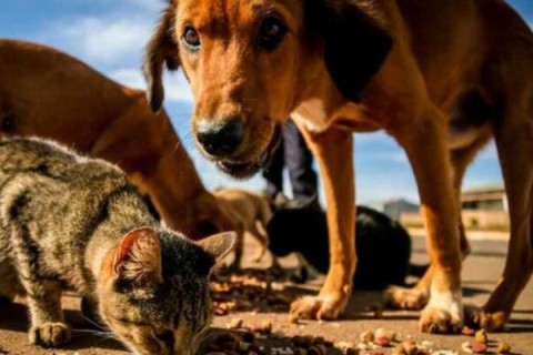 Sugestão feita a Lula prevê inclusão de animais como dependentes no IR